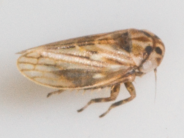 Anaceratagallia ribauti